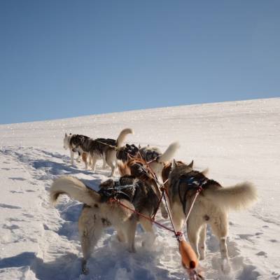 husky sledding in Orcières winter activity.jpg